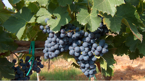 Bordeaux' produktion i tal