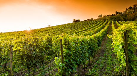 Cru Artisan klassifikationen