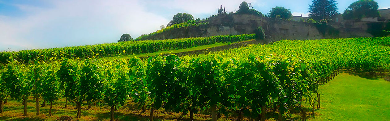 Ch&acirc;teau Saint-Georges (C&ocirc;te Pavie)