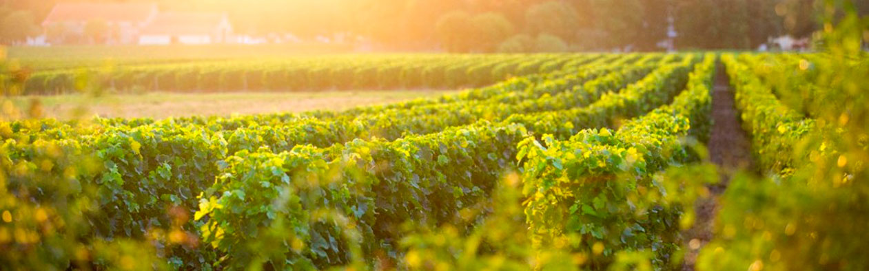 Lagrave-Martillac Blanc